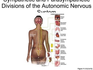 Sympathetic and Parasympathetic Divisions of the Autonomic Nervous System Figure 11.12 (2 of 2) 