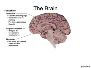 The Brain Figure 11.15 FOREBRAIN Thalamus •   Receives, processes and transfers information Corpus callosum •   Bridges the two cerebral hemispheres Cerebrum •   Coordinates language •   Controls decision making •   Produces conscious thought 