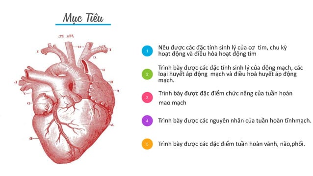 Sinh Lý Tim Mạch Slide - Điện Thế Nghỉ - Điện Thế Hoạt Động Tim | PPTX