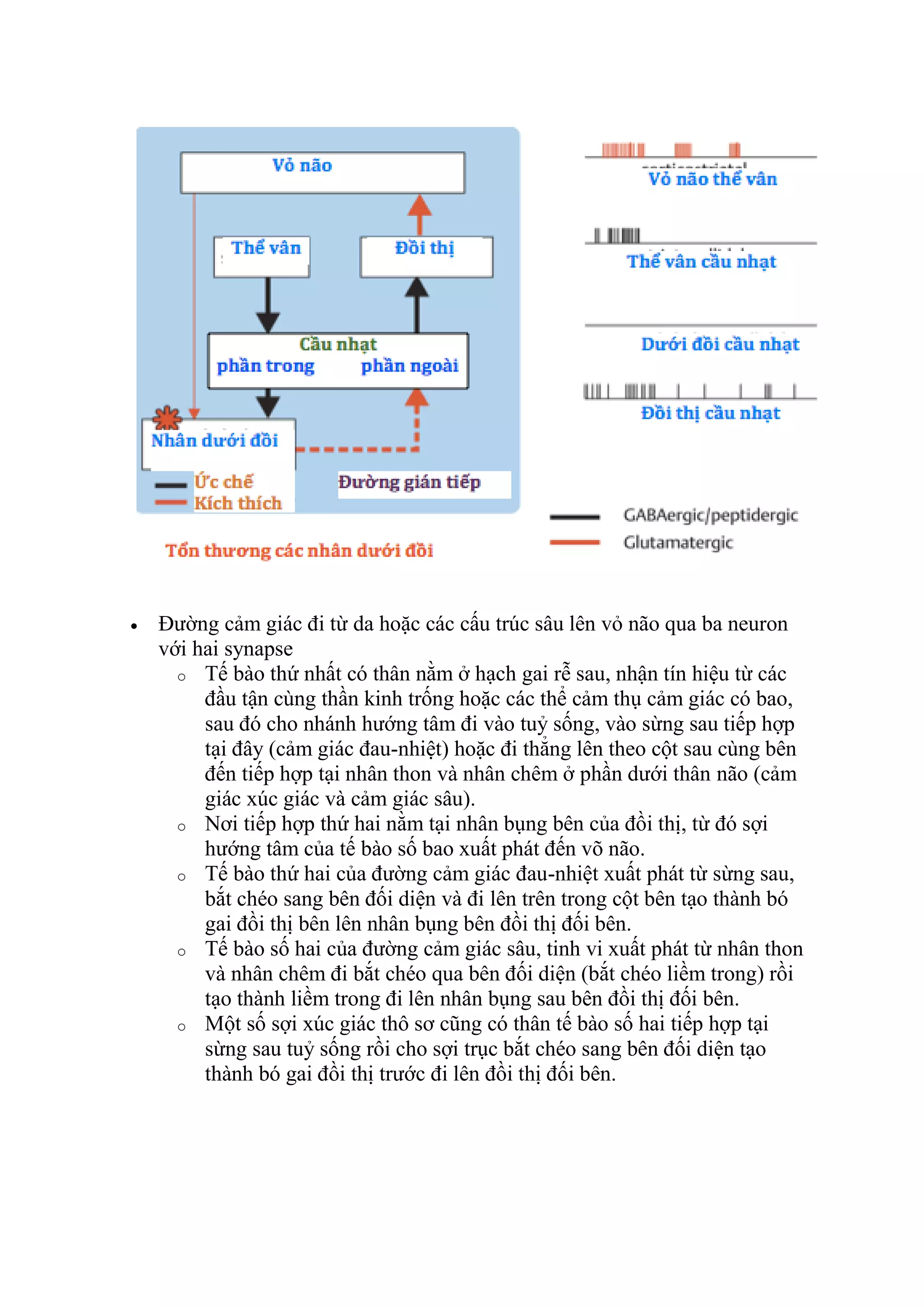 Sinh ly t kinh con duong van dong-cam giac | PDF