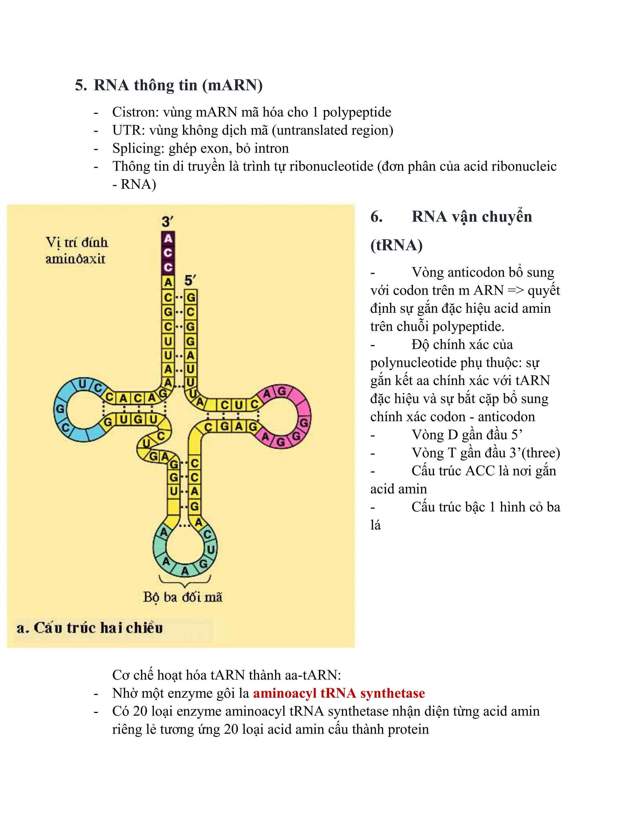 Sinh Tổng Hợp Protein | DOCX