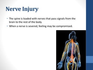 Nerve Injury
• The spine is loaded with nerves that pass signals from the
brain to the rest of the body.
• When a nerve is severed, feeling may be compromised.
 
