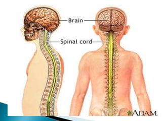 Vücudun yönetim ve denetim merkezidir.İç ve dış çevreden gelen uyartılara cevap verilmek üzere değerlendirmenin yapıldığı yerdir. *Beyin, Beyincik,Omurilik ve Omurilik soğanından oluşur. Beyin, Beyincik, Omurilik soğanı kafatası tarafından, omurilik ise omurga tarafından korunur. 