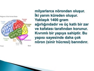 milyarlarca nörondan oluşur. İki yarım küreden oluşur. Yaklaşık 1400 gram ağırlığındadır ve üç katlı bir zar ve kafatası tarafından korunur. Kıvrımlı bir yapıya sahiptir. Bu yapısı sayesinde daha çok nöron (sinir hücresi) barındırır. 