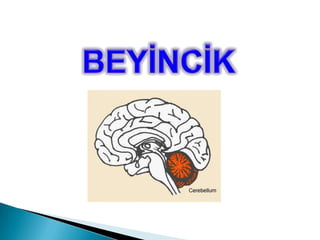 Kan basıncımızı, vücut sıcaklığımız ve vücut su dengemizi düzenler.Uyku, acıkma, susama, iştah gibi faaliyetleri düzenler.