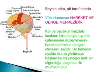 Beynimizin sol yarım küresi vücudumuzun sağ tarafındaki organları; sağ yarım küre ise vücudumuzun sol tarafındaki organların çalışmasını düzenler. - Merkezi sinir sistemimizdeki diğer organların yardımıyla organların ve sistemlerin çalışmasını düzenler.