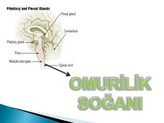 Beynin arka, alt tarafındadır. Vücudumuzun HAREKET VE DENGE MERKEZİDİR. Kol ve bacaklarımızdaki kasların birbirleriyle uyumlu çalışmasını düzenleyerek hareketlerimizin dengeli olmasını sağlar. Bir bebeğin ayakta durup yürümeye başlaması beyinciğin belli bir olgunluğa ulaşması ile mümkün olur. Beyincik 