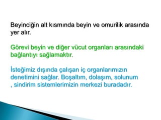 İç Kulaktaki yarım daire kanallarıile vücudumuzun dengesini sağlar. Örneğin beyinciği çıkarılan bir güvercin havaya atılsa uçamaz ve hemen yere düşer.