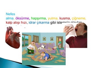 OMURİLİKSOĞANI