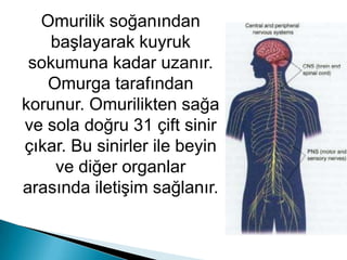 Nefes alma, öksürme, hapşırma, yutma, kusma, çiğneme, kalp atışı hızı, idrar çıkarma gibi istemsiz olayları kontrol eder.
