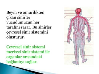Omurilik aynı zamanda beyin denetiminde öğrenilen ve alışkanlık haline getirilen davranışların merkezidir. Örneğin bisiklet sürmek beyin denetiminde gerçekleştirilen bir davranıştır. Ancak öğrenildikten sonra bisiklet sürmek omurilik tarafından kontrol edilir. Bu davranışlar aynı zamanda kazanılmış refleks olarak adlandırılır. Ör: araba sürmek, dans etmek, limon görünce ağzı sulanmak v.b. Bu hareketleri tekrarlayarak öğreniriz. Bunlar bir kez öğrenildikten sonra düşünülmeden gerçekleştirilirler. 