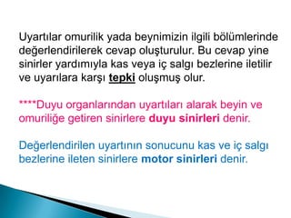 Beyin ve omurilikten çıkan sinirler vücudumuzun her tarafını sarar. Bu sinirler çevresel sinir sistemini oluşturur. Çevresel sinir sistemi merkezi sinir sistemi ile organlar arasındaki bağlantıyı sağlar.