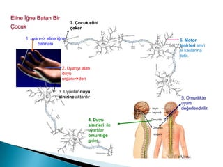 Sinir hücreleri birbirleri ile haberleşmeyi sağlamak adına bağlantı kurar. Bu sayede bir sinir hücresindeki uyartı adı verilen mesaj diğer sinir hücresine – nörona – aktarılır. Çevremizde veya vücudumuzun içinde meydana gelen ses, ışık, koku, tat, basınç gibi etkilere uyarı denir. Duyu organları tarafından alınan uyarıların sinir hücrelerimizdeki iletimine ise uyartı denir. 