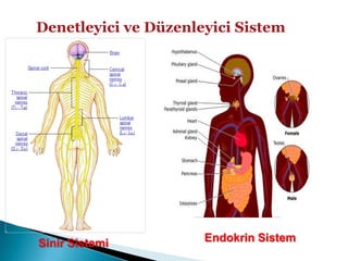 Denetleyici ve Düzenleyici SistemEndokrin SistemSinir Sistemi