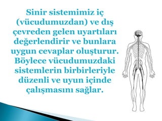 Sinir sistemimiz iç (vücudumuzdan) ve dış çevreden gelen uyartıları değerlendirir ve bunlara uygun cevaplar oluşturur. Böylece vücudumuzdaki sistemlerin birbirleriyle düzenli ve uyun içinde çalışmasını sağlar.
