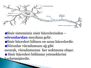 Sinir sistemimiz sinir hücrelerinden – nöronlardanmeydana gelir. Sinir hücreleri bilinen en uzun hücrelerdir.Nöronlar vücudumuzu ağ gibi sararak, vücudumuzun  her noktasına ulaşır. Sinir hücreleri bölünme yeteneklerini kaybetmişlerdir.