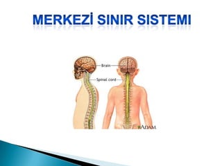 MERKEZİ sinir sistemi