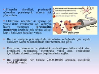  Sinapslar       sinyalleri, presinaptik
nörondan        postsinaptik nörona tek
yönde iletir.
 Elektriksel sinapslar ise uyarıyı çift
yönde iletir. Presinaptik ucu kaplayan
hücre       membranı       (presinaptik
membran) üzerinde çok sayıda voltaj-
kapılı kalsiyum kanalları vardır.

 Bu zar, aksiyon potansiyeliyle depolarize olduğunda çok sayıda
  kalsiyum iyonu bu kanallardan sinir terminaline gelir.

 Kalsiyum, membranın iç yüzündeki serbestleşme bölgesindeki özel
  proteinlere bağlanarak, membrana yakın olan veziküllerin
  içeriklerini ekzositozla dışarı boşaltmalarını sağlar.

 Bu veziküllerin her birinde 2.000-10.000 arasında asetilkolin
  molekülü vardır.
 