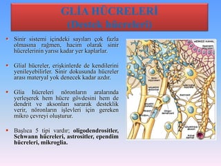 GLİA HÜCRELERİ
                      (Destek hücreleri)
 Sinir sistemi içindeki sayıları çok fazla
  olmasına rağmen, hacim olarak sinir
  hücrelerinin yarısı kadar yer kaplarlar.

 Glial hücreler, erişkinlerde de kendilerini
  yenileyebilirler. Sinir dokusunda hücreler
  arası materyal yok denecek kadar azdır.

 Glia hücreleri nöronların aralarında
  yerleşerek hem hücre gövdesini hem de
  dendrit ve aksonları sararak desteklik
  verir, nöronların işlevleri için gereken
  mikro çevreyi oluşturur.

 Başlıca 5 tipi vardır; oligodendrositler,
  Schwann hücreleri, astrositler, ependim
  hücreleri, mikroglia.
 