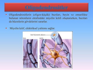 Oligodendrositler
 Oligodendrositlerin (oligos-küçük) bazıları, beyin ve omurilikte
  bulunan nöronların etrafındaki miyelin kılıfı oluştururken, bazıları
  da hücrelerin gövdelerini sararlar.

   Miyelin kılıf, elektriksel yalıtımı sağlar.
 