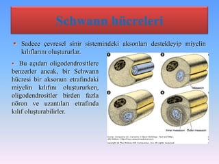 Schwann hücreleri
 Sadece çevresel sinir sistemindeki aksonları destekleyip miyelin
  kılıflarını oluştururlar.
  Bu açıdan oligodendrositlere
benzerler ancak, bir Schwann
hücresi bir aksonun etrafındaki
miyelin kılıfını oluştururken,
oligodendrositler birden fazla
nöron ve uzantıları etrafında
kılıf oluşturabilirler.
 