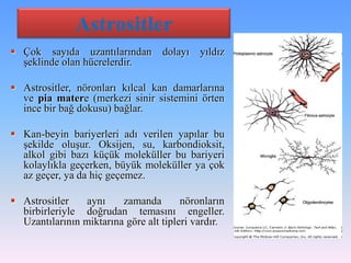 Astrositler
 Çok sayıda uzantılarından        dolayı   yıldız
  şeklinde olan hücrelerdir.

 Astrositler, nöronları kılcal kan damarlarına
  ve pia matere (merkezi sinir sistemini örten
  ince bir bağ dokusu) bağlar.

 Kan-beyin bariyerleri adı verilen yapılar bu
  şekilde oluşur. Oksijen, su, karbondioksit,
  alkol gibi bazı küçük moleküller bu bariyeri
  kolaylıkla geçerken, büyük moleküller ya çok
  az geçer, ya da hiç geçemez.

 Astrositler    aynı    zamanda        nöronların
  birbirleriyle doğrudan temasını engeller.
  Uzantılarının miktarına göre alt tipleri vardır.
 