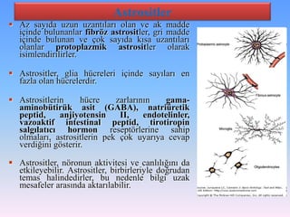 Astrositler
 Az sayıda uzun uzantıları olan ve ak madde
  içinde bulunanlar fibröz astrositler, gri madde
  içinde bulunan ve çok sayıda kısa uzantıları
  olanlar protoplazmik astrositler olarak
  isimlendirilirler.

 Astrositler, glia hücreleri içinde sayıları en
  fazla olan hücrelerdir.

 Astrositlerin     hücre    zarlarının   gama-
  aminobütirük asit (GABA), natriüretik
  peptid,     anjiyotensin    II,    endotelinler,
  vazoaktif intestinal peptid, tirotiropin
  salgılatıcı hormon reseptörlerine sahip
  olmaları, astrositlerin pek çok uyarıya cevap
  verdiğini gösterir.

 Astrositler, nöronun aktivitesi ve canlılığını da
  etkileyebilir. Astrositler, birbirleriyle doğrudan
  temas halindedirler, bu nedenle bilgi uzak
  mesafeler arasında aktarılabilir.
 