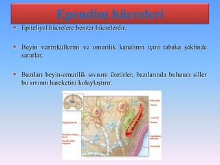 Ependim hücreleri
 Epiteliyal hücrelere benzer hücrelerdir.

 Beyin ventriküllerini ve omurilik kanalının içini tabaka şeklinde
  sararlar.

 Bazıları beyin-omurilik sıvısını üretirler, bazılarında bulunan siller
  bu sıvının hareketini kolaylaştırır.
 