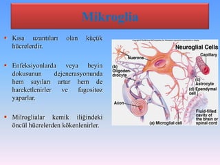 Mikroglia
 Kısa uzantıları     olan   küçük
  hücrelerdir.

 Enfeksiyonlarda veya beyin
  dokusunun       dejenerasyonunda
  hem sayıları artar hem de
  hareketlenirler    ve   fagositoz
  yaparlar.

 Milroglialar kemik iliğindeki
  öncül hücrelerden kökenlenirler.
 