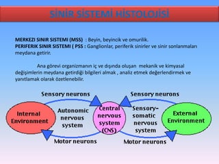 SİNİR SİSTEMİ HİSTOLOJİSİ

MERKEZI SINIR SISTEMI (MSS) : Beyin, beyincik ve omurilik.
PERIFERIK SINIR SISTEMI ( PSS : Ganglionlar, periferik sinirler ve sinir sonlanmaları
meydana getirir.

         Ana görevi organizmanın iç ve dışında oluşan mekanik ve kimyasal
değişimlerin meydana getirdiği bilgileri almak , analiz etmek değerlendirmek ve
yanıtlamak olarak özetlenebilir.
 