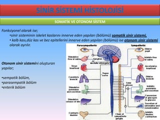 SİNİR SİSTEMİ HİSTOLOJİSİ
                                 SOMATİK VE OTONOM SİSTEM

Fonksiyonel olarak ise;
    •sinir sisteminin iskelet kaslarını innerve eden yapıları (bölümü) somatik sinir sistemi,
    • kalb kası,düz kas ve bez epitellerini innerve eden yapıları (bölümü) ise otonom sinir sistemi
    olarak ayrılır.



Otonom sinir sistemini oluşturan
yapılar;

•sempatik bölüm,
•parasempatik bölüm
•enterik bölüm
 