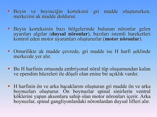  Beyin ve beyinciğin korteksini gri madde oluştururken,
  merkezini ak madde doldurur.

 Beyin korteksinin bazı bölgelerinde bulunan nöronlar gelen
  uyarıları algılar (duysal nöronlar), bazıları istemli hareketleri
  kontrol eden motor uyaranları oluştururlar (motor nöronlar).

 Omurilikte ak madde çevrede, gri madde ise H harfi şeklinde
  merkezde yer alır.

 Bu H harfinin ortasında embriyonal nöral tüp oluşumundan kalan
  ve ependim hücreleri ile döşeli olan enine bir açıklık vardır.

 H harfinin ön ve arka bacaklarını oluşturan gri madde ön ve arka
  boynuzları oluşturur. Ön boynuzlar spinal sinirlerin ventral
  köklerini yapan aksonlara sahip olan motor nöronları içerir. Arka
  boynuzlar, spinal gangliyonlardaki nöronlardan duysal lifleri alır.
 