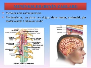 MENİNKSLER (BEYİN ZARLARI)
 Merkezi sinir sistemini korur.
 Meninkslerin, en dıştan içe doğru; dura mater, araknoid, pia
  mater olarak 3 tabakası vardır.
 