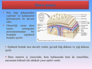 Dura mater
 Sıkı bağ dokusundan
  yapılıdır ve kafatasının
  periosteumu ile devam
  eder.
 Omuriliği saran dura
  mater,         omurganın
  periosteumundan        bir
  boşlukla         (epidural
  boşluk) ayrılır.


  Epidural boşluk ince duvarlı venler, gevşek bağ dokusu ve yağ dokusu
 içerir.

  Dura materin iç yüzeyinde, hem kafatasında hem de omurilikte,
 mezenşim kökenli tek tabakalı yassı epitel vardır.
 