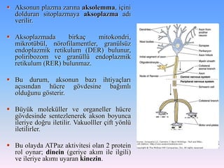  Aksonun plazma zarına aksolemma, içini
  dolduran sitoplazmaya aksoplazma adı
  verilir.

 Aksoplazmada      birkaç    mitokondri,
  mikrotübül, nörofilamentler, granülsüz
  endoplazmik retikulum (DER) bulunur,
  poliribozom ve granüllü endoplazmik
  retikulum (RER) bulunmaz.

 Bu durum, aksonun bazı ihtiyaçları
  açısından hücre gövdesine bağımlı
  olduğunu gösterir.

 Büyük moleküller ve organeller hücre
  gövdesinde sentezlenerek akson boyunca
  ileriye doğru iletilir. Vakuolller çift yönlü
  iletilirler.

 Bu olayda ATPaz aktivitesi olan 2 protein
  rol oynar; dinein (geriye akım ile ilgili)
  ve ileriye akımı uyaran kinezin.
 