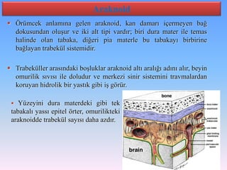 Araknoid
 Örümcek anlamına gelen araknoid, kan damarı içermeyen bağ
  dokusundan oluşur ve iki alt tipi vardır; biri dura mater ile temas
  halinde olan tabaka, diğeri pia materle bu tabakayı birbirine
  bağlayan trabekül sistemidir.

 Trabeküller arasındaki boşluklar araknoid altı aralığı adını alır, beyin
  omurilik sıvısı ile doludur ve merkezi sinir sistemini travmalardan
  koruyan hidrolik bir yastık gibi iş görür.

   Yüzeyini dura materdeki gibi tek
 tabakalı yassı epitel örter, omurilikteki
 araknoidde trabekül sayısı daha azdır.
 