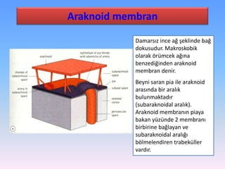 Araknoid membran

            Damarsız ince ağ şeklinde bağ
            dokusudur. Makroskobik
            olarak örümcek ağına
            benzediğinden araknoid
            membran denir.
            Beyni saran pia ile araknoid
            arasında bir aralık
            bulunmaktadır
            (subaraknoidal aralık).
            Araknoid membranın piaya
            bakan yüzünde 2 membranı
            birbirine bağlayan ve
            subaraknoidal aralığı
            bölmelendiren trabeküller
            vardır.
 