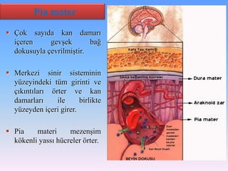 Pia mater
 Çok sayıda kan damarı
  içeren     gevşek       bağ
  dokusuyla çevrilmiştir.

 Merkezi sinir sisteminin
  yüzeyindeki tüm girinti ve
  çıkıntıları örter ve kan
  damarları     ile     birlikte
  yüzeyden içeri girer.

 Pia    materi     mezenşim
  kökenli yassı hücreler örter.
 