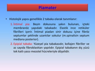 Piamater

• Histolojik yapısı genellikle 2 tabaka olarak tanımlanır:
   1. İntimal pia: Beyin dokusuna yakın bulunan, içteki
      membranöz yapıdaki tabakadır. Elastik ince retiküler
      fibrilleri içerir. İntimal piadan sinir dokusu içine fibröz
      septumlar şeklinde uzantılar sokulur (m.spinalisin septum
      mediana posterior).
   2. Epipial tabaka: Yüzeyel pia tabakasıdır, kollajen fibriller ve
      az sayıda fibroblasttan yapılıdır. Epipial tabakanın dış yüzü
      tek katlı yassı mezotel hücreleriyle döşelidir.
 