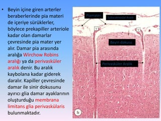 • Beyin içine giren arterler
  beraberlerinde pia materi        Piamater.      Subaraknoidal Aralık
  de içeriye sürüklerler,
  böylece prekapiller arteriole
  kadar olan damarlar
  çevresinde pia mater yer                          Beyin dokusu
  alır. Damar pia arasında
  aralığa Wirchow Robins
  aralığı ya da perivasküler                   Perivasküler Aralık
  aralık denir. Bu aralık
  kaybolana kadar giderek
  daralır. Kapiller çevresinde
  damar ile sinir dokusunu
  ayırıcı glia damar ayaklarının
  oluşturduğu membrana
  limitans glia perivaskülaris
  bulunmaktadır.
 