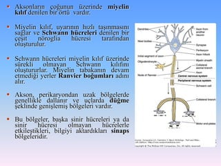  Aksonların çoğunun üzerinde miyelin
  kılıf denilen bir örtü vardır.

 Miyelin kılıf, uyarının hızlı taşınmasını
  sağlar ve Schwann hücreleri denilen bir
  çeşit    nöroglia   hücresi    tarafından
  oluşturulur.

 Schwann hücreleri miyelin kılıf üzerinde
  sürekli olmayan Schwann kılıfını
  oluştururlar. Miyelin tabakanın devam
  etmediği yerler Ranvier boğumları adını
  alır.
 Akson, perikaryondan uzak bölgelerde
  genellikle dallanır ve uçlarda düğme
  şeklinde genişlemiş bölgeleri vardır.
 Bu bölgeler, başka sinir hücreleri ya da
  sinir    hücresi     olmayan      hücrelerle
  etkileştikleri, bilgiyi aktardıkları sinaps
  bölgeleridir.
 