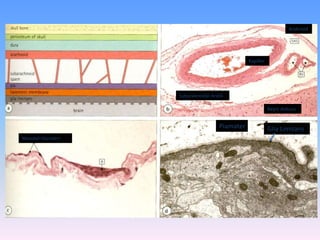 Araknoid




                                                 Kapiller




                    Subaraknoidal Aralık

                                                            Beyin dokusu


                                      Piamater              Glia Limitans
Mezotel Hücreleri
 