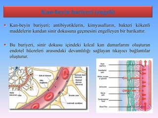 Kan-beyin bariyeri (engeli)

 Kan-beyin bariyeri; antibiyotiklerin, kimyasalların, bakteri kökenli
  maddelerin kandan sinir dokusuna geçmesini engelleyen bir barikattır.

 Bu bariyeri, sinir dokusu içindeki kılcal kan damarlarını oluşturan
  endotel hücreleri arasındaki devamlılığı sağlayan tıkayıcı bağlantılar
  oluşturur.
 