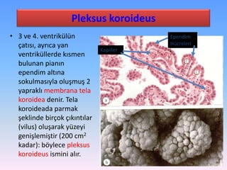 Pleksus koroideus
• 3 ve 4. ventrikülün                     Ependim
  çatısı, ayrıca yan                      Hücreleri
                               Kapiller
  ventriküllerde kısmen
  bulunan pianın
  ependim altına
  sokulmasıyla oluşmuş 2
  yapraklı membrana tela
  koroidea denir. Tela
  koroideada parmak
  şeklinde birçok çıkıntılar
  (vilus) oluşarak yüzeyi
  genişlemiştir (200 cm2
  kadar): böylece pleksus
  koroideus ismini alır.
 