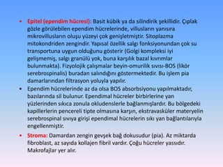 • Epitel (ependim hücresi): Basit kübik ya da silindirik şekillidir. Çıplak
  gözle görülebilen ependim hücrelerinde, villusların yanısıra
  mikrovillusların oluşu yüzeyi çok genişletmiştir. Sitoplazma
  mitokondriden zengindir. Yapısal özellik salgı fonksiyonundan çok su
  transportuna uygun olduğunu gösterir (Golgi kompleksi iyi
  gelişmemiş, salgı granülü yok, buna karşılık bazal kıvrımlar
  bulunmakta). Fizyolojik çalışmalar beyin-omurilik sıvısı-BOS (likör
  serebrospinalis) buradan salındığını göstermektedir. Bu işlem pia
  damarlarından filtrasyon yoluyla yapılır.
• Ependim hücrelerinde az da olsa BOS absorbsiyonu yapılmaktadır,
  bazılarında sil bulunur. Ependimal hücreler birbirlerine yan
  yüzlerinden sıkıca zonula okludenslerle bağlanmışlardır. Bu bölgedeki
  kapillerlerin pencereli tipte olmasına karşın, ekstravasküler materyelin
  serebrospinal sıvıya girişi ependimal hücrelerin sıkı yan bağlantılarıyla
  engellenmiştir.
• Stroma: Damardan zengin gevşek bağ dokusudur (pia). Az miktarda
  fibroblast, az sayıda kollajen fibril vardır. Çoğu hücreler yassıdır.
  Makrofajlar yer alır.
 