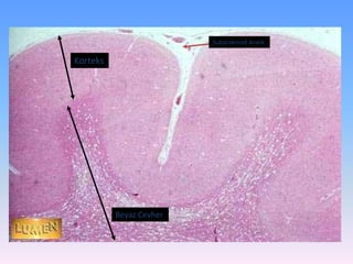 Subaraknoid Aralık

Korteks




          Beyaz Cevher
 