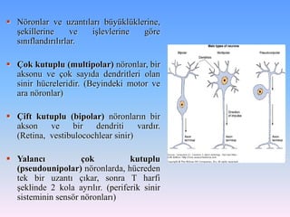  Nöronlar ve uzantıları büyüklüklerine,
  şekillerine      ve işlevlerine  göre
  sınıflandırılırlar.

 Çok kutuplu (multipolar) nöronlar, bir
  aksonu ve çok sayıda dendritleri olan
  sinir hücreleridir. (Beyindeki motor ve
  ara nöronlar)

 Çift kutuplu (bipolar) nöronların bir
  akson    ve    bir   dendriti     vardır.
  (Retina, vestibulocochlear sinir)

 Yalancı           çok           kutuplu
  (pseudounipolar) nöronlarda, hücreden
  tek bir uzantı çıkar, sonra T harfi
  şeklinde 2 kola ayrılır. (periferik sinir
  sisteminin sensör nöronları)
 