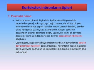 Korteksteki nöronların tipleri
1. Piramidal nöron:
   – Nöron soması piramit biçimlidir. Apikal dendrit (piramidin
     tepesinden çıkar) yukarıya dışa doğru uzanır, dendritte bir çok
     internöronla sinaps yapan spinalar vardır. Lateral dendrit, yandan
     çıkar, horizontal uzanır, kısa uzantılardır. Akson, somanın
     bazalinden çıkarak derinlere doğru uzanır, bir kısmı ak cevhere
     geçer, bir kısmı yeniden kortekse girerek assosiasyon fibrillerini
     oluşturur.
   – Çapına göre, küçük orta büyük tipleri vardır. En büyüklerine Betz'in
     dev piramidal hücreleri denir. Piramidal nöronların hepsinin apeksi
     beyin yüzeyine doğrudur. En küçükleri 10 mikron, en büyükleri 150
     mikrondur.
 