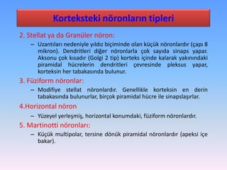 Korteksteki nöronların tipleri
2. Stellat ya da Granüler nöron:
   – Uzantıları nedeniyle yıldız biçiminde olan küçük nöronlardır (çapı 8
     mikron). Dendritleri diğer nöronlarla çok sayıda sinaps yapar.
     Aksonu çok kısadır (Golgi 2 tip) korteks içinde kalarak yakınındaki
     piramidal hücrelerin dendritleri çevresinde pleksus yapar,
     korteksin her tabakasında bulunur.
3. Füziform nöronlar:
   – Modifiye stellat nöronlardır. Genellikle korteksin en derin
     tabakasında bulunurlar, birçok piramidal hücre ile sinapslaşırlar.
4.Horizontal nöron:
   – Yüzeyel yerleşmiş, horizontal konumdaki, füziform nöronlardır.
5. Martinotti nöronları:
   – Küçük multipolar, tersine dönük piramidal nöronlardır (apeksi içe
     bakar).
 