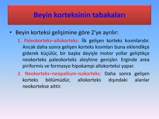Beyin korteksinin tabakaları

• Beyin korteksi gelişimine göre 2'ye ayrılır:
   1. Paleokorteks–allokorteks: İlk gelişen korteks kısımlarıdır.
     Ancak daha sonra gelişen korteks kısımları buna eklendikçe
     giderek küçülür, bir başka deyişle motor yollar geliştikçe
     neokorteks paleokorteks aleyhine genişler. Erginde area
     piriformis ve formasyo hipokampi allokorteksi yapar.
   2. Neokorteks–neopallium-isokorteks: Daha sonra gelişen
     korteks bölümüdür, allokorteks dışındaki alanlar
     neokortekse aittir.
 